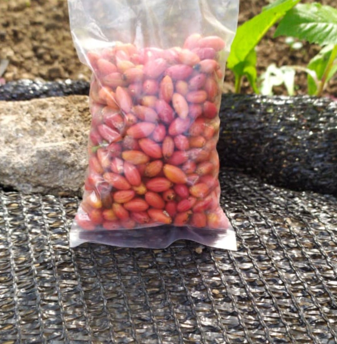 Erythroxylum Coca Seedlings1