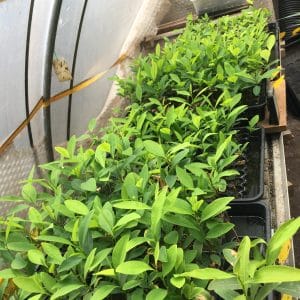 Erythroxylum Coca Seedlings