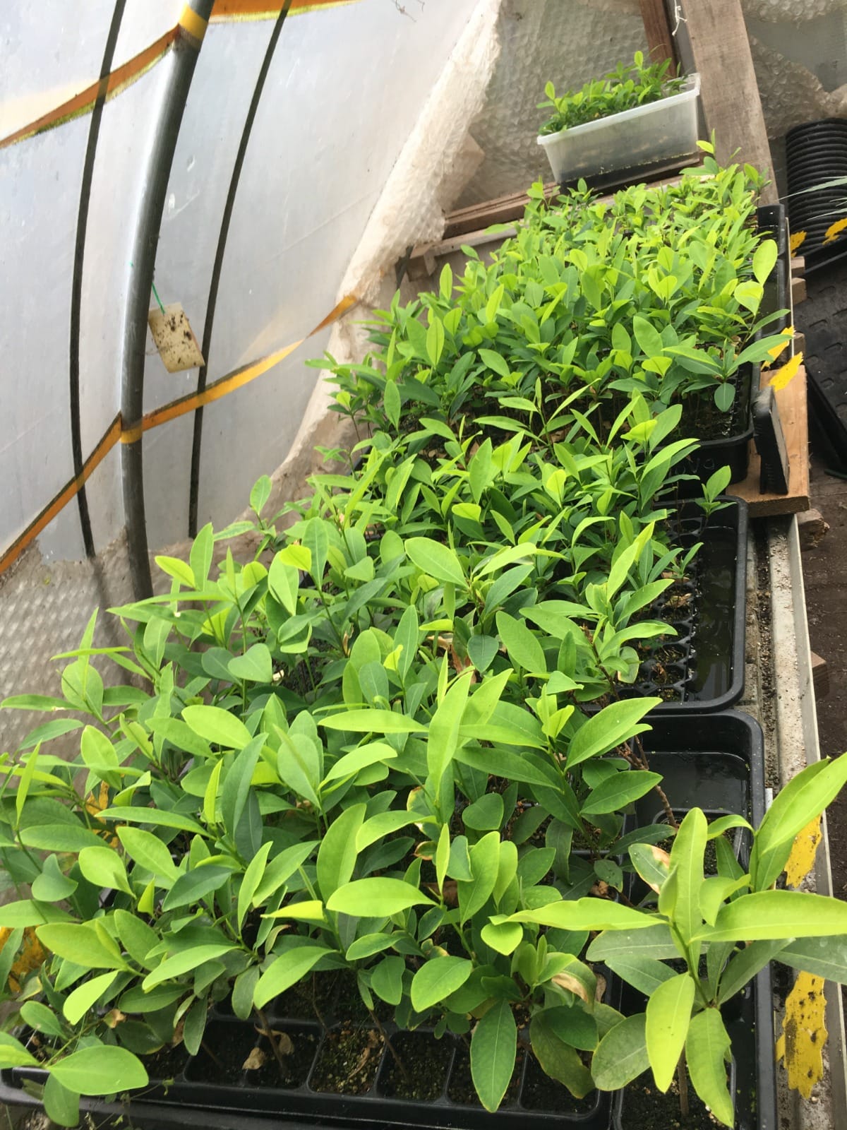 Erythroxylum Coca Seedlings