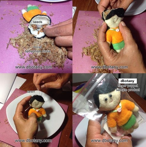 Erythroxylum Coca Seedlings