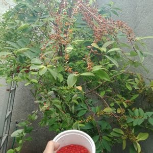 Erythroxylum novogranatense var. novogranatense