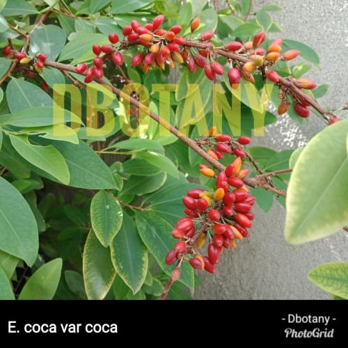 Coca Seeds
