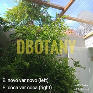 50 premium-quality Erythroxylum coca seeds. Carefully selected and packed to preserve freshness and viability.