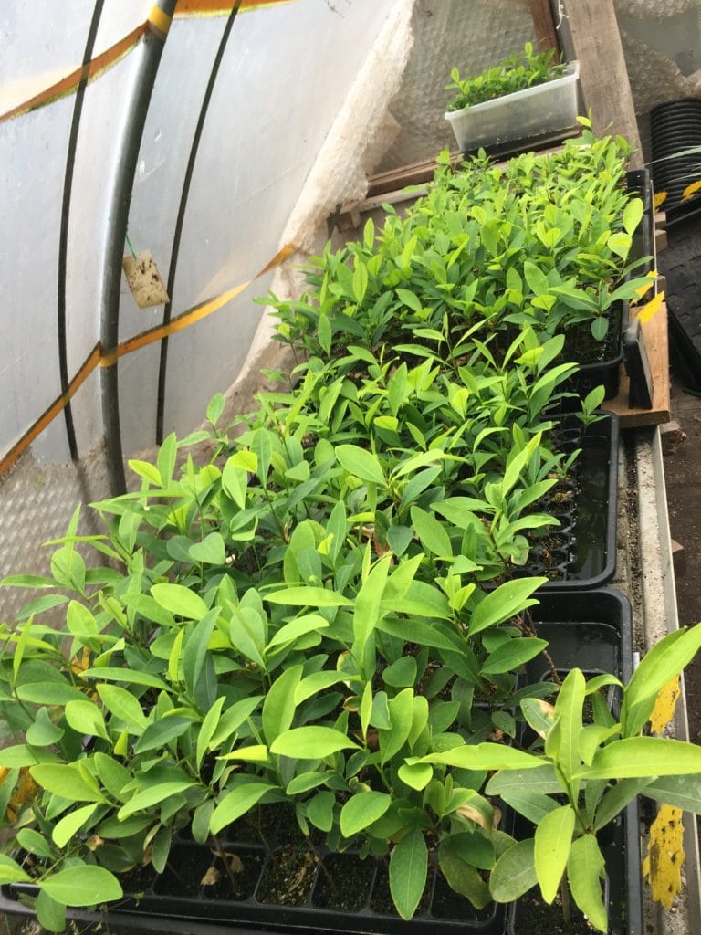 erythroxylum coca seedlings (2)