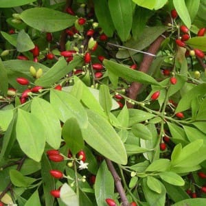 erythroxylum novogranatense var novogranatense