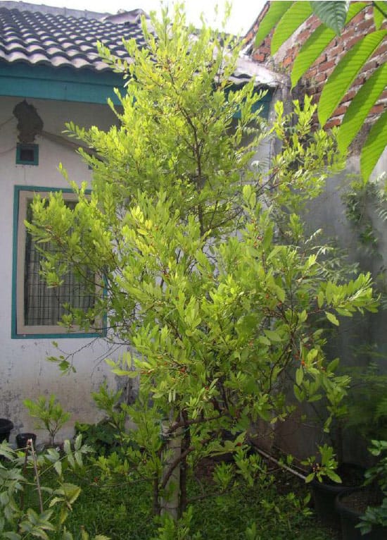 Premium Erythroxylum coca Seeds & Plants for Research