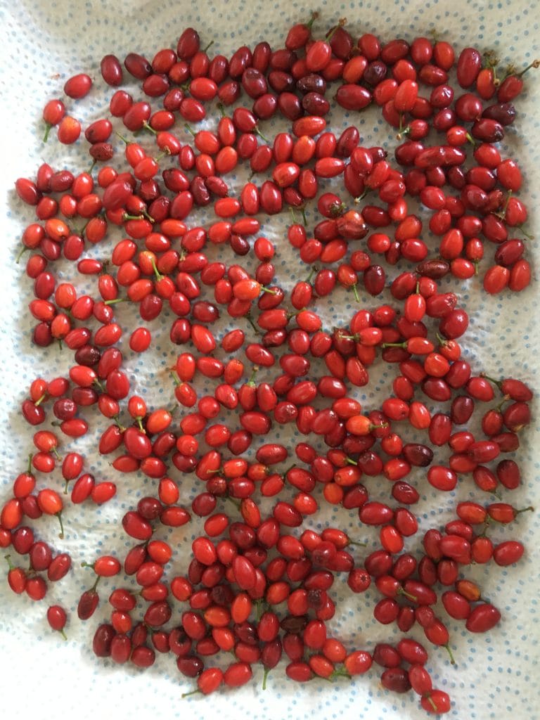 Coca Seed – Understanding the Erythroxylum Coca Botanical Heritage
