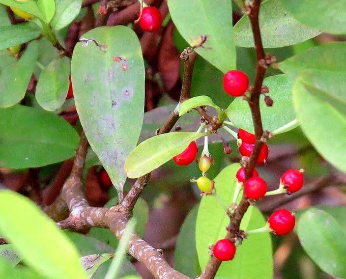 Understanding Coca Seeds Availability
