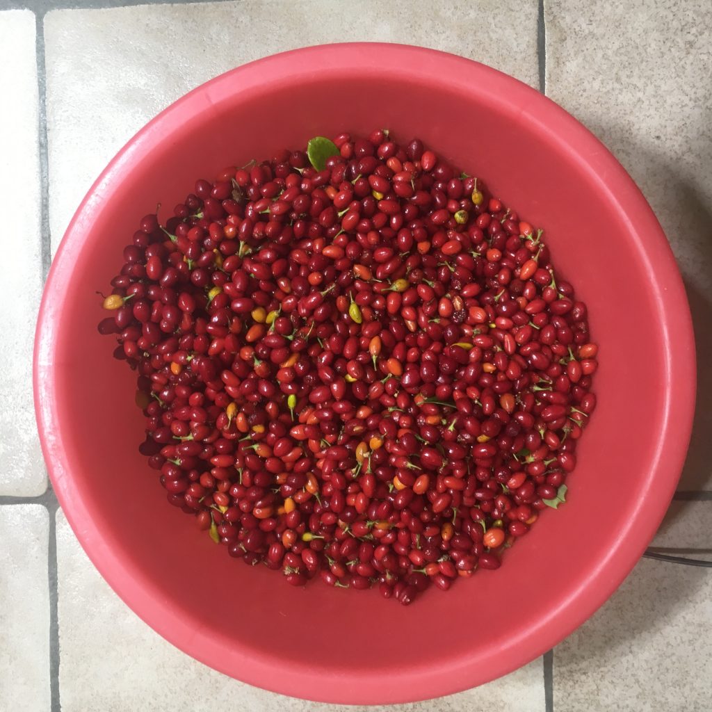 Erythroxylum coca seeds botanical specimen