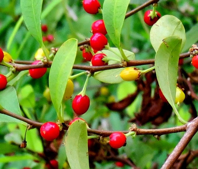 Erythroxylum coca seeds botanical specimen
