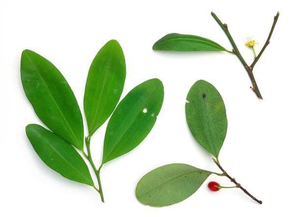 diagram of coca seed anatomy