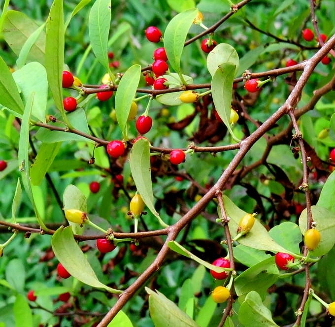 Coca Seeds – Discover the Erythroxylum Coca Botanical Legacy