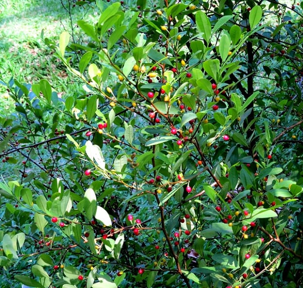 Erythroxylum Novogranatense & Coca Seeds – Botanical Guide