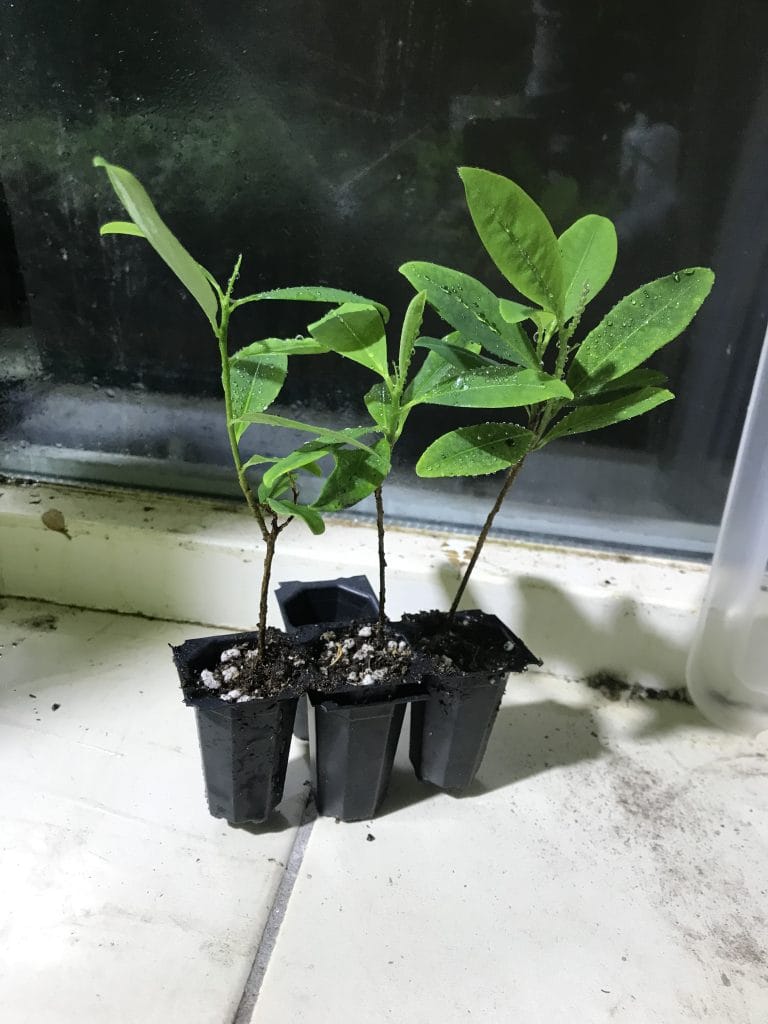 An academic overview of Erythroxylum seeds and plants, exploring cultivation, seedlings, and botanical research trends heading into 2026.