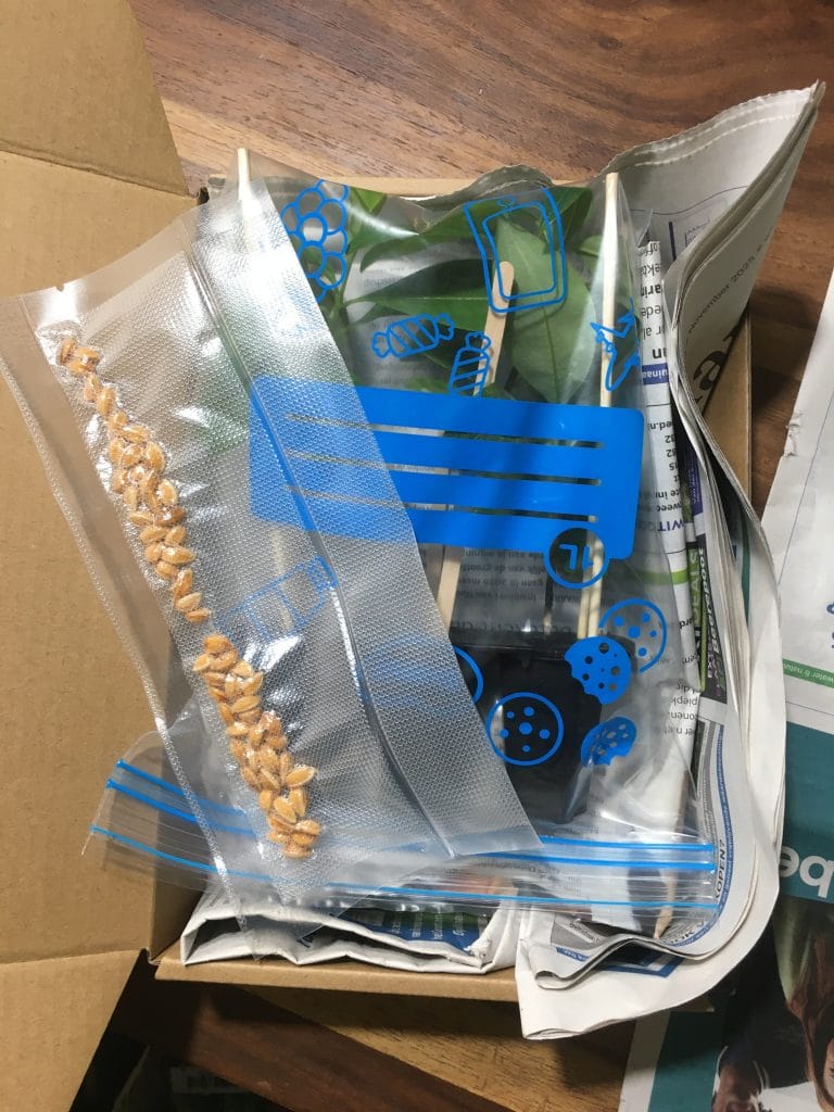 Coca Seedlings Understanding Erythroxylum Coca Live Plants in Botanical Research