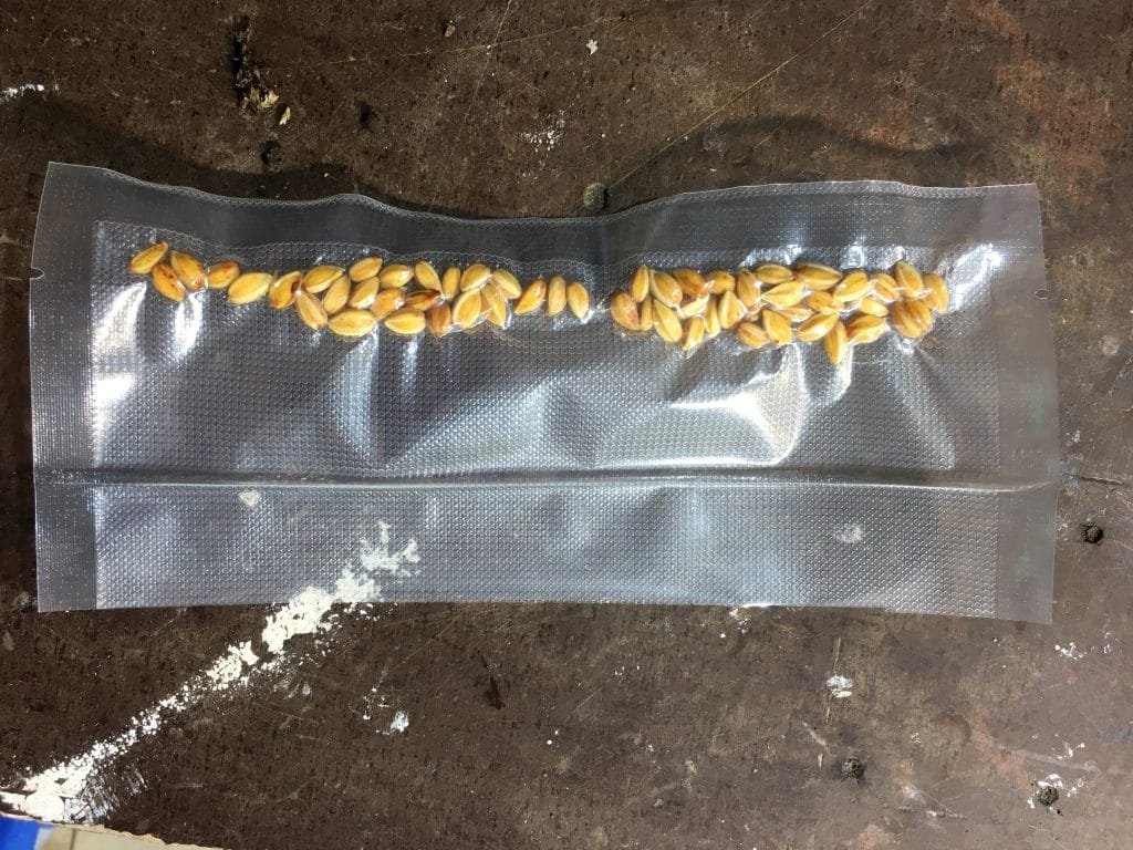 Coca Seeds in Botanical Science Understanding Erythroxylum Coca Through Seeds and Seedlings