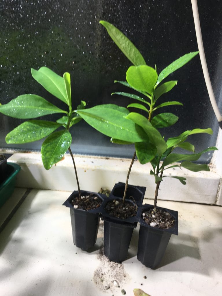 Erythroxylum Plant Research & Botanical Facts Erythroxylum Novo & Seeds Dbotany