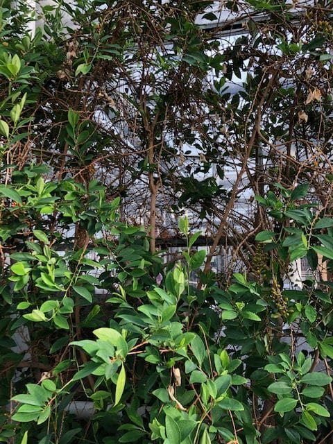 Erythroxylum Plants Guide