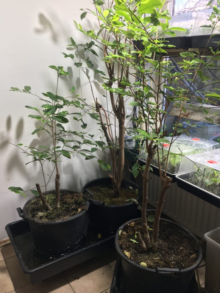 Erythroxylum novogranatense seeds explained through botanical research, cultivation methods, and ethnobotanical context.