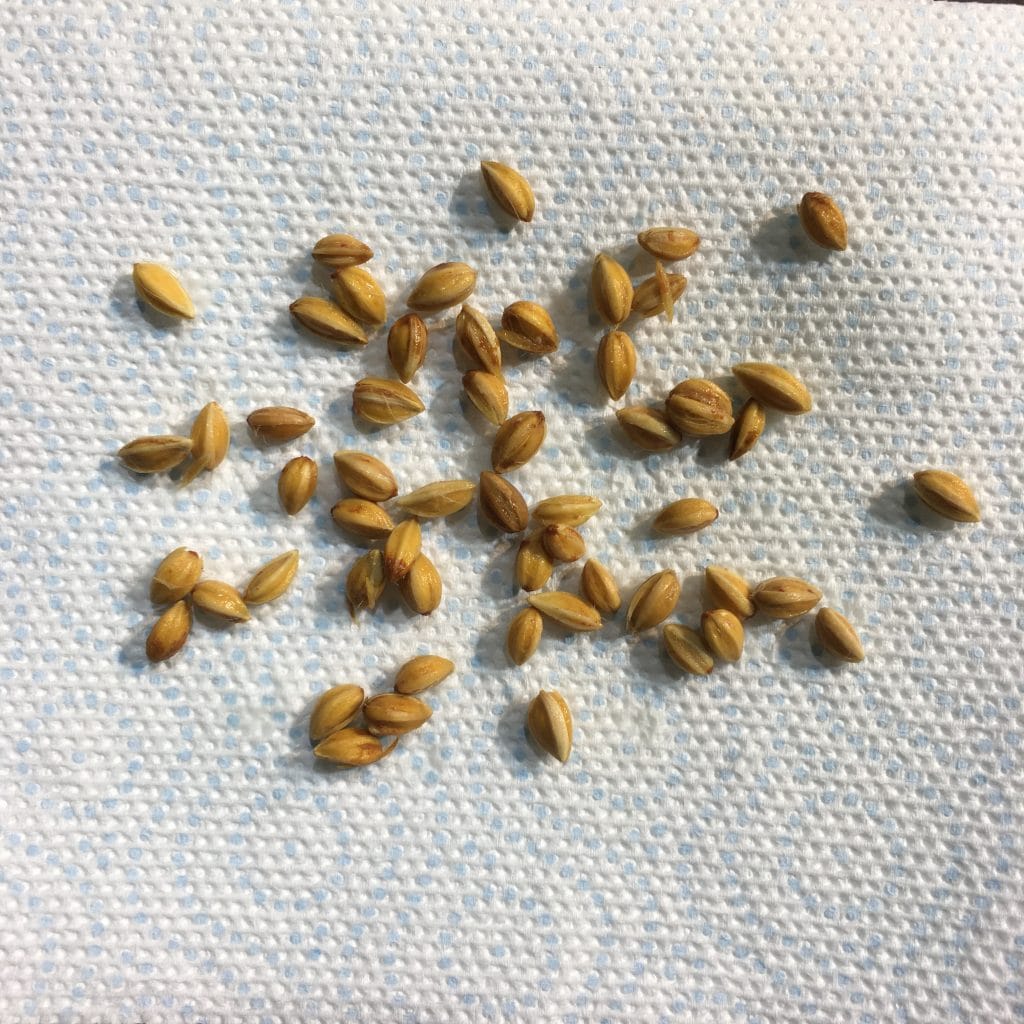 Rare ethnobotanical plants